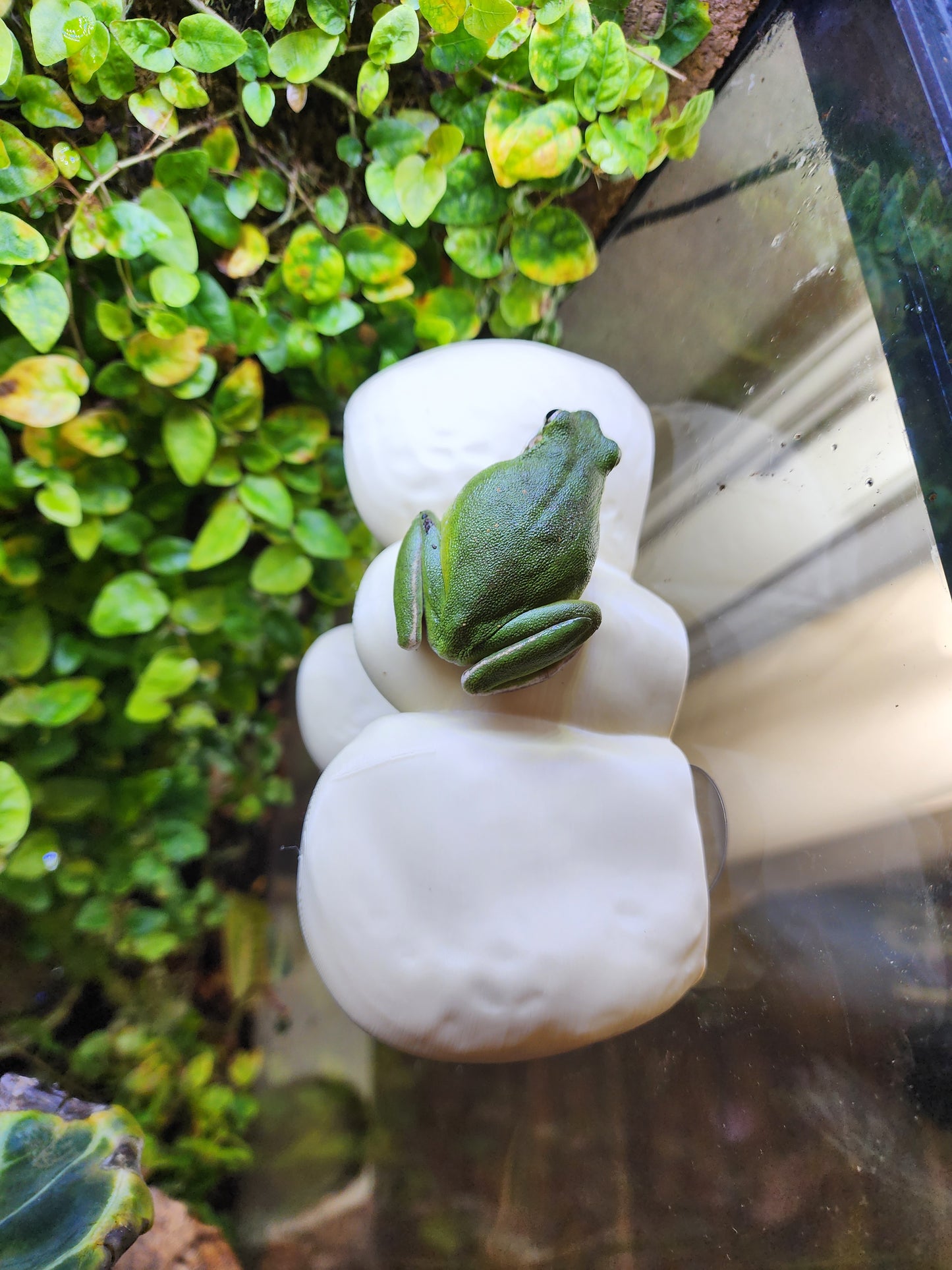 Two Level Mushroom Cluster Ledge