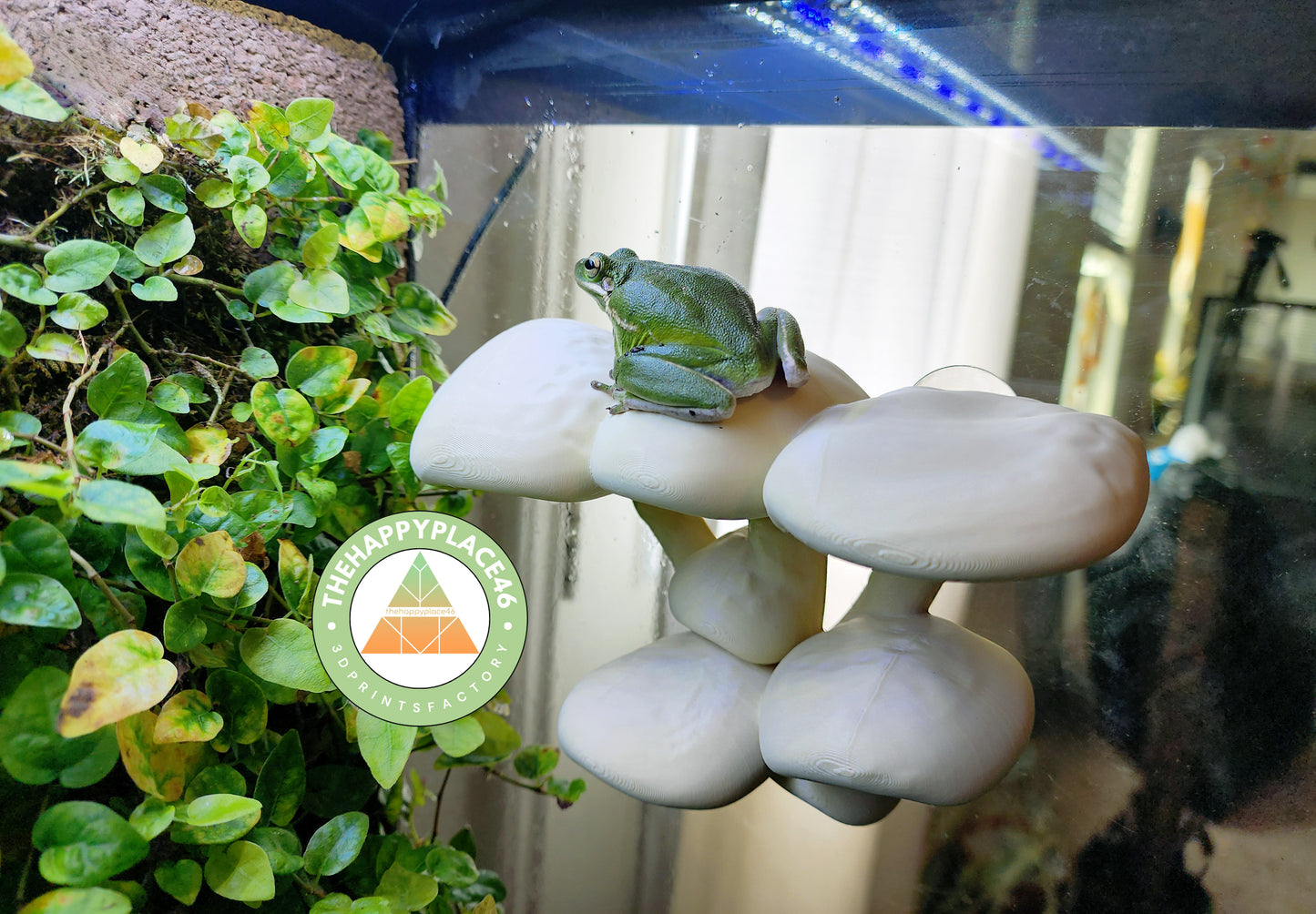 Two Level Mushroom Cluster Ledge