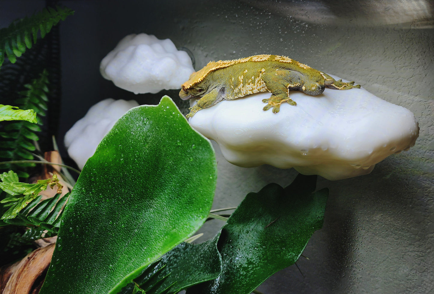 Cloud Ledge