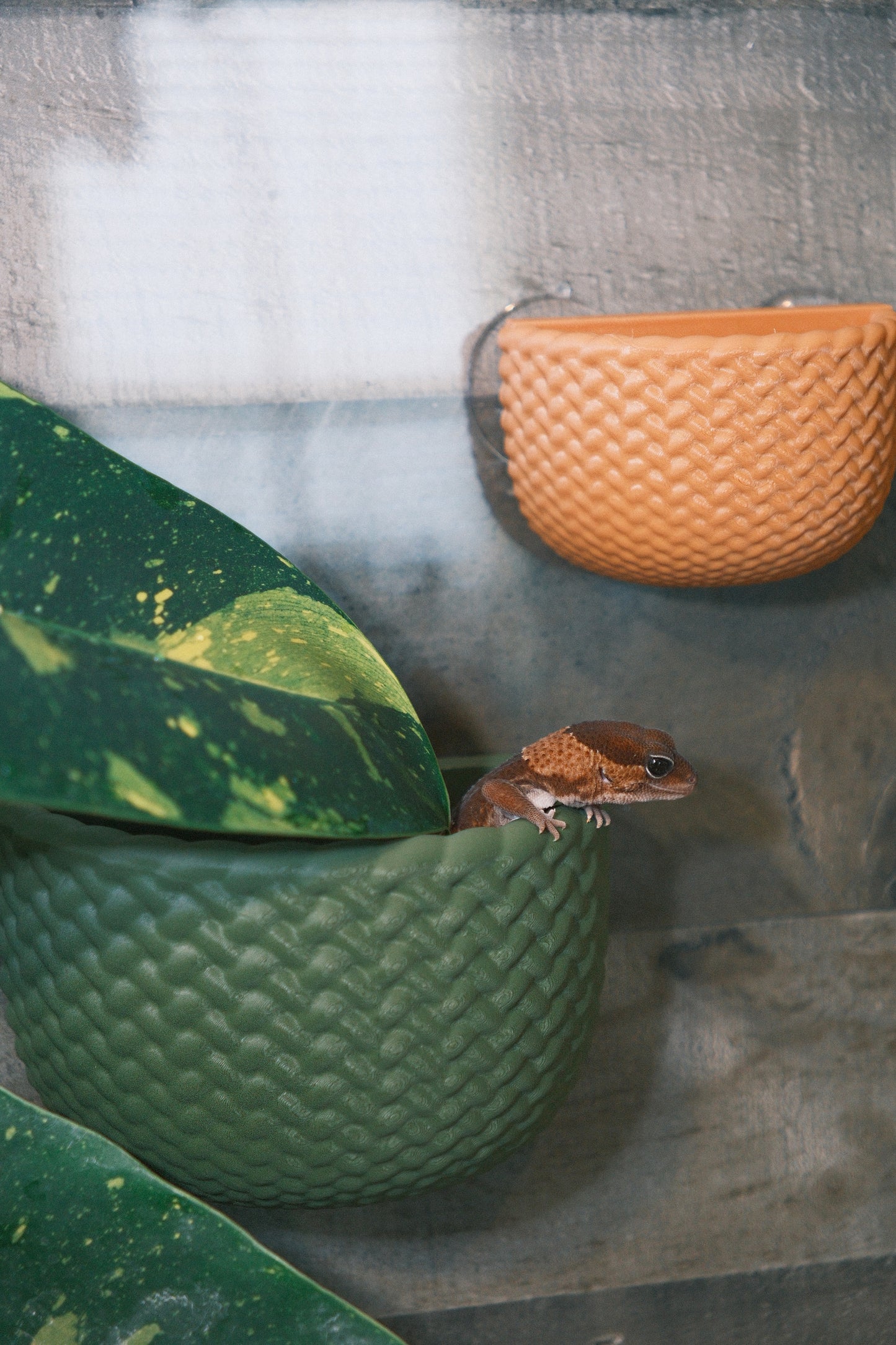 Hanging Basket Ledge