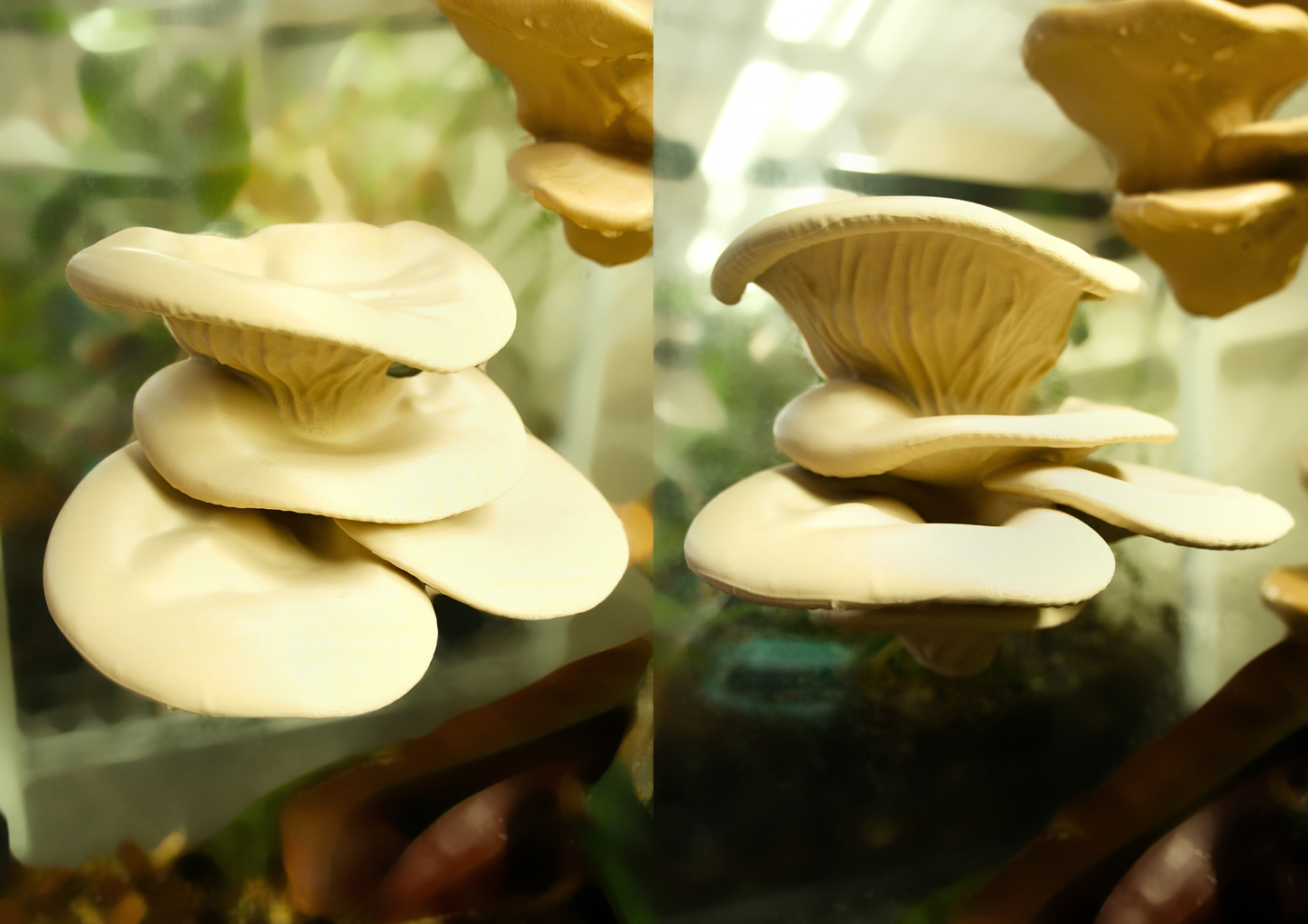 Oyster Mushroom Ledge Frog Perch