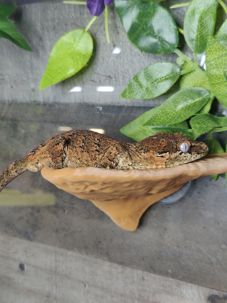 Textured Mushroom Ledge