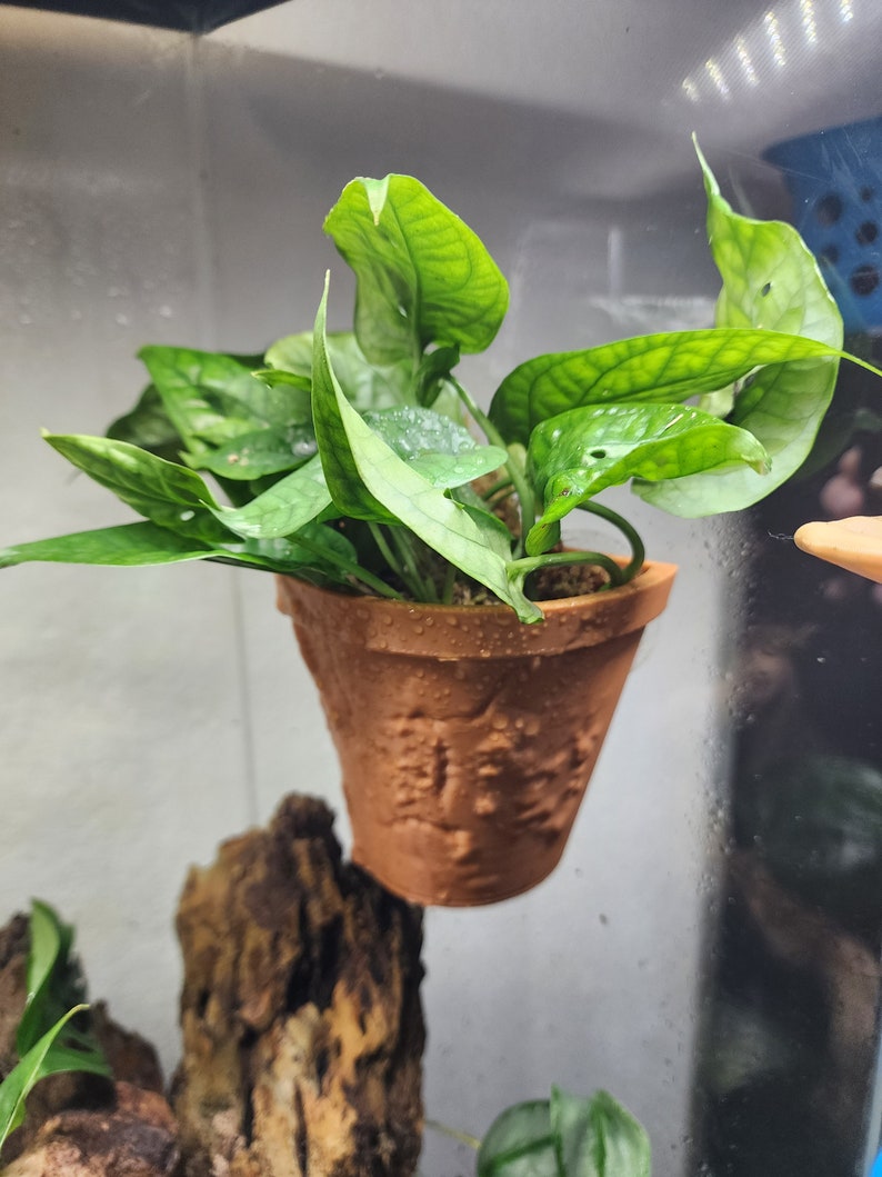 Hanging Pot Ledge
