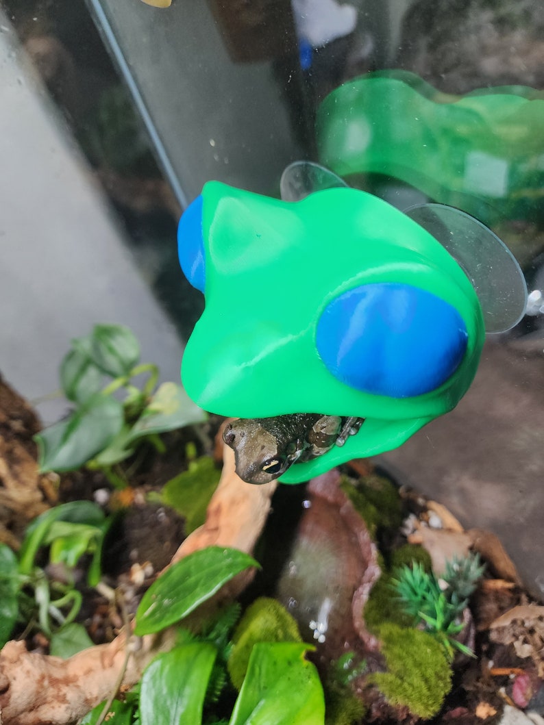 Tree Frog Ledge