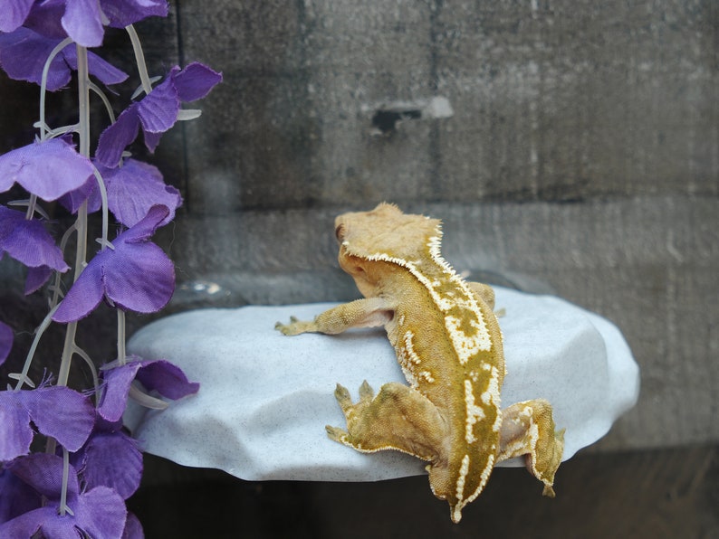 Rock Ledge for Geckos and Frogs