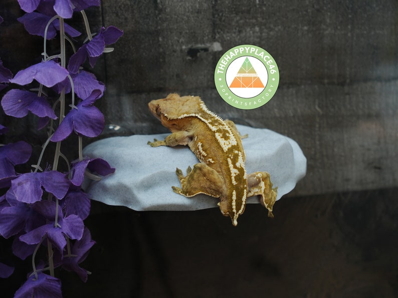 Rock Ledge for Geckos and Frogs