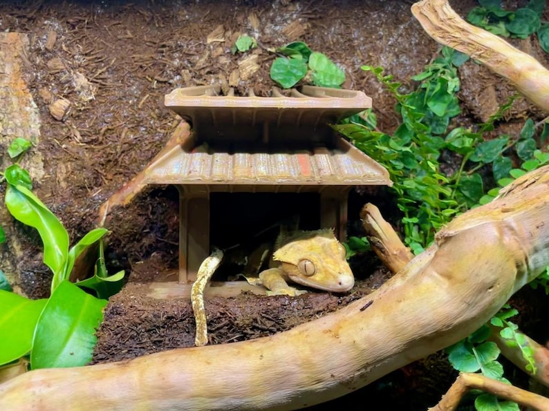 Japanese House Hide With Rock Ledge