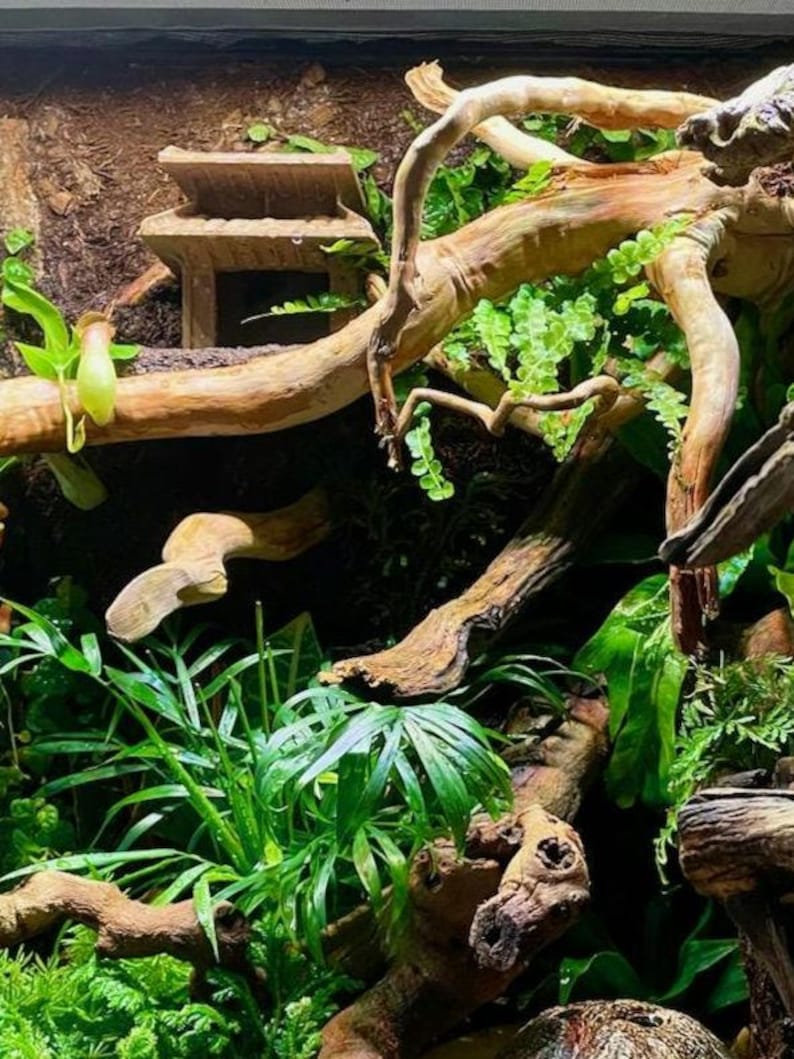 Japanese House Hide With Rock Ledge