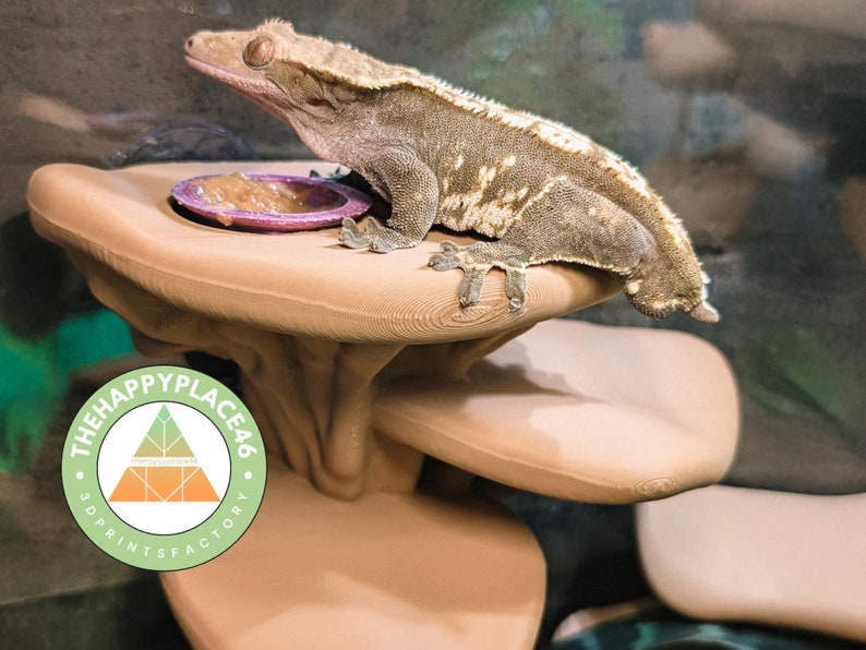 Feeding Ledge Mushroom Multi Level