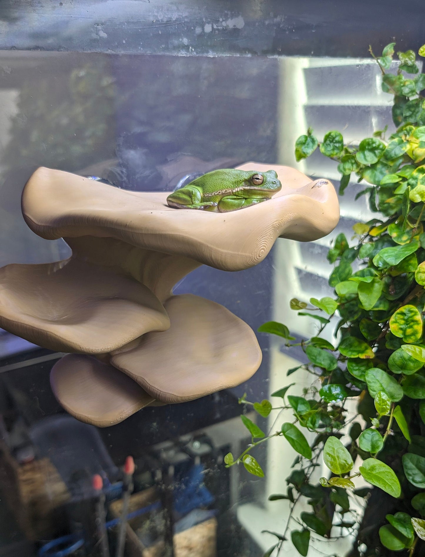 Multiplatform Ledge Realistic Mushroom