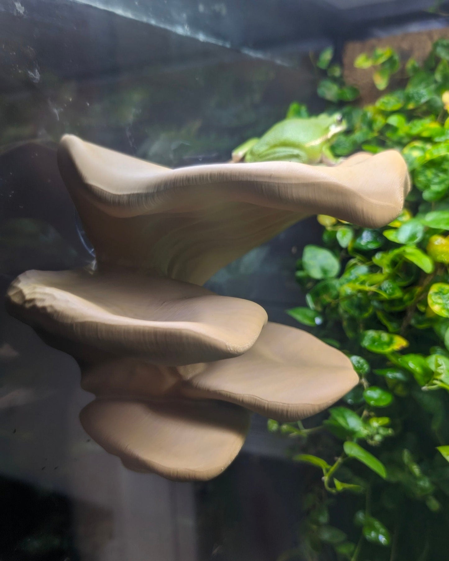 Multiplatform Ledge Realistic Mushroom