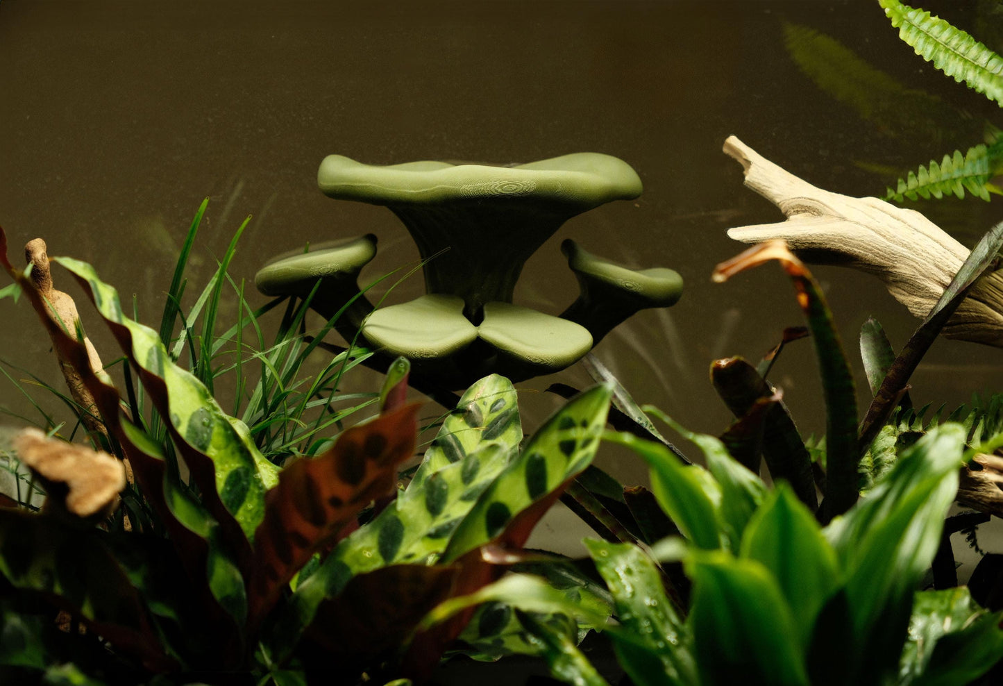 Three level Mushroom Ledge