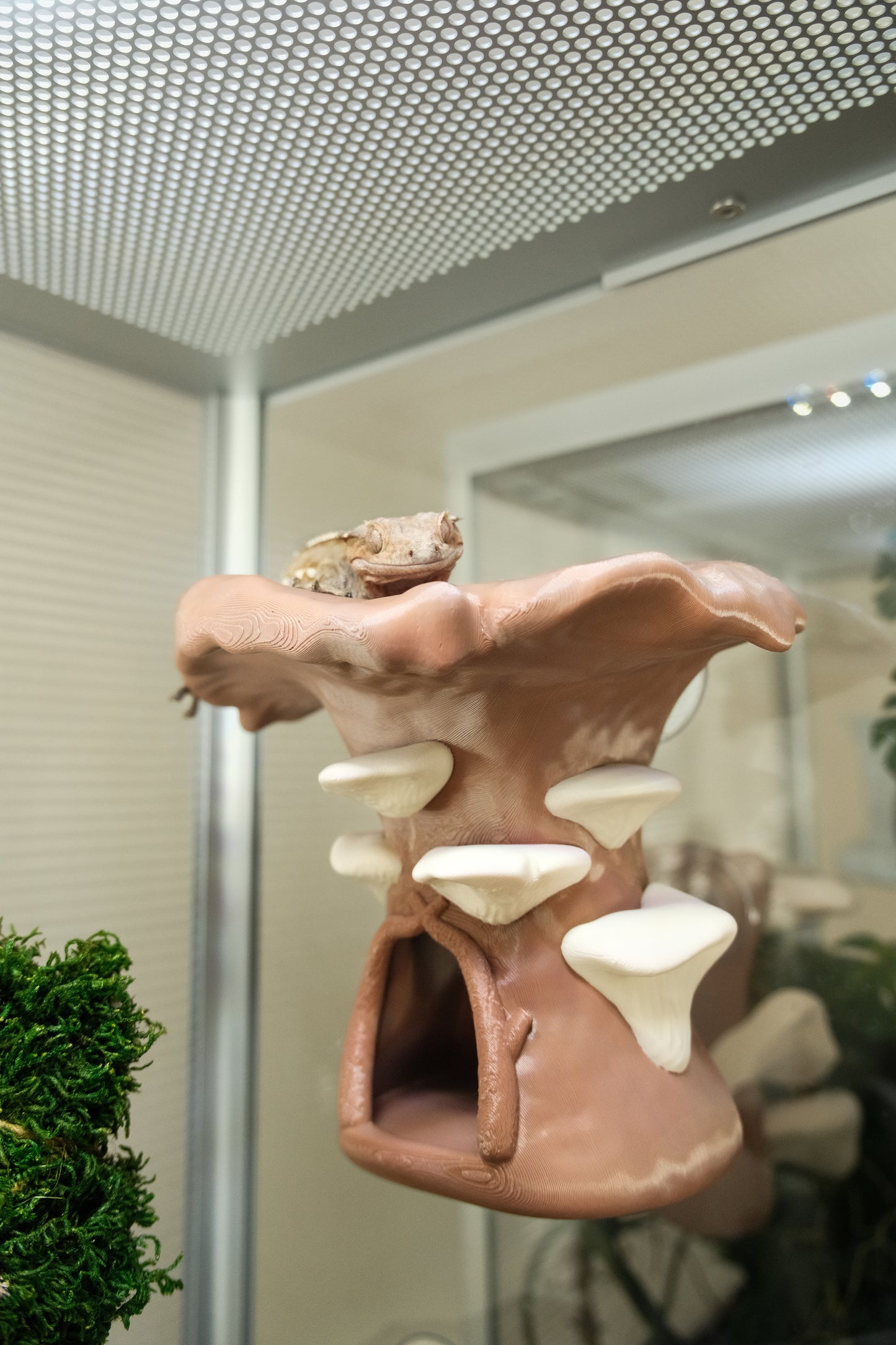 Crested Gecko Hanging Mushroom House