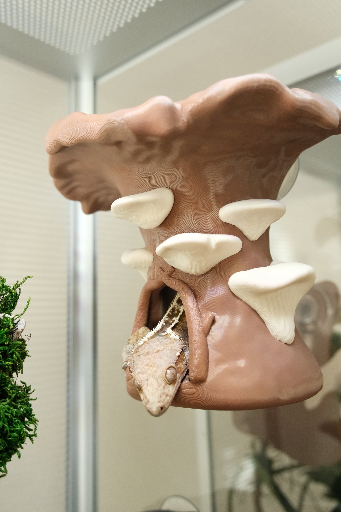 Crested Gecko Hanging Mushroom House