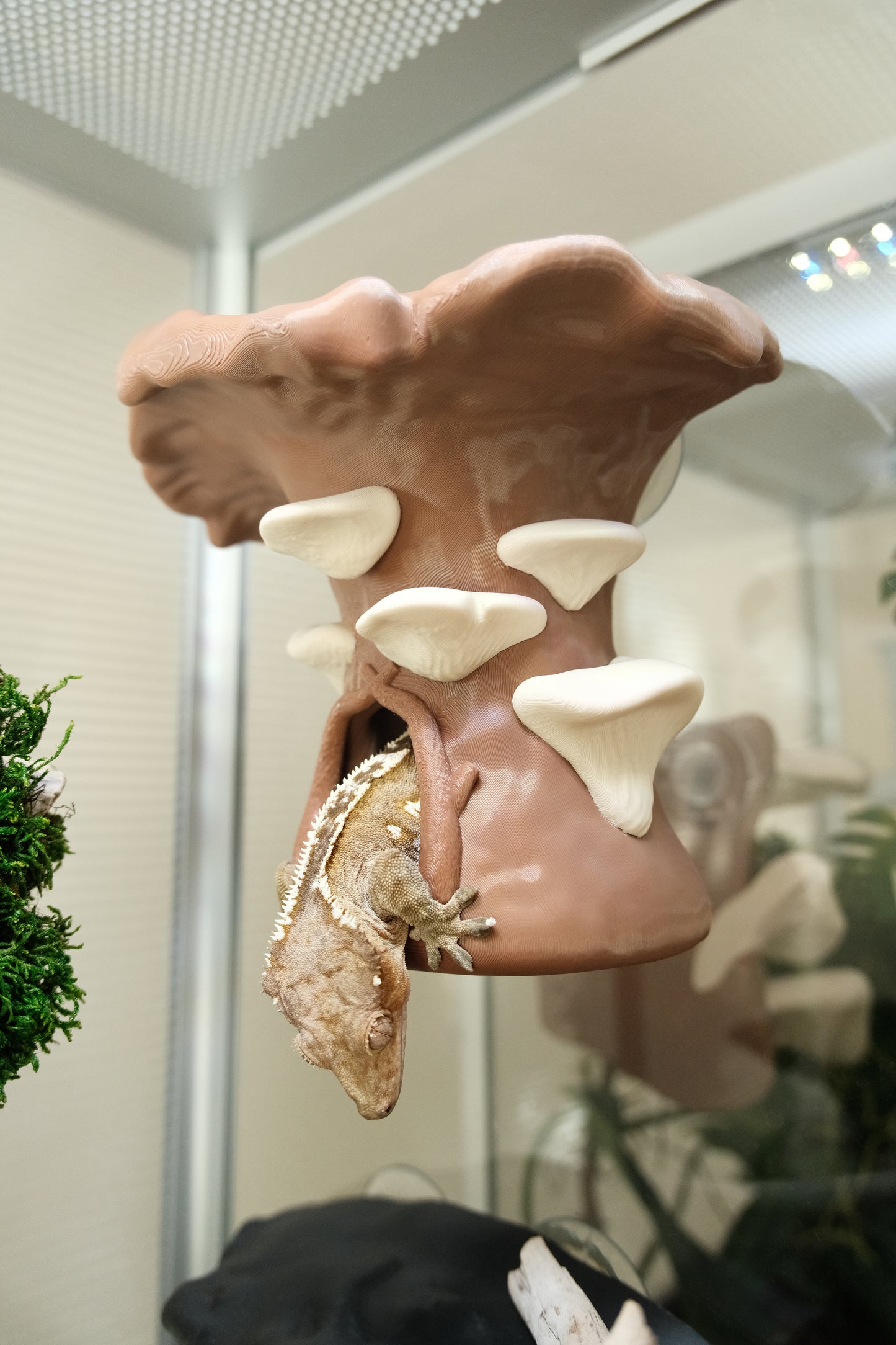 Crested Gecko Hanging Mushroom House