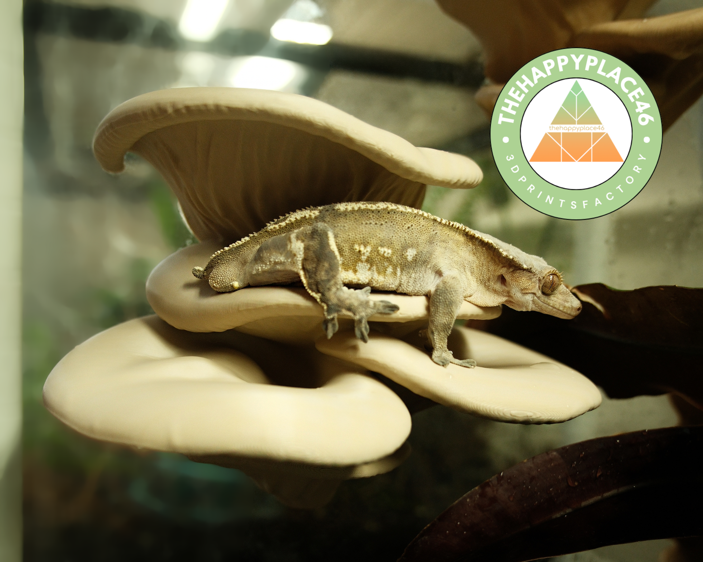 Oyster Mushroom Ledge Frog Perch