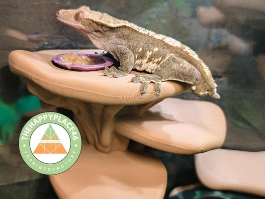 Feeding Ledge Mushroom Multi Level