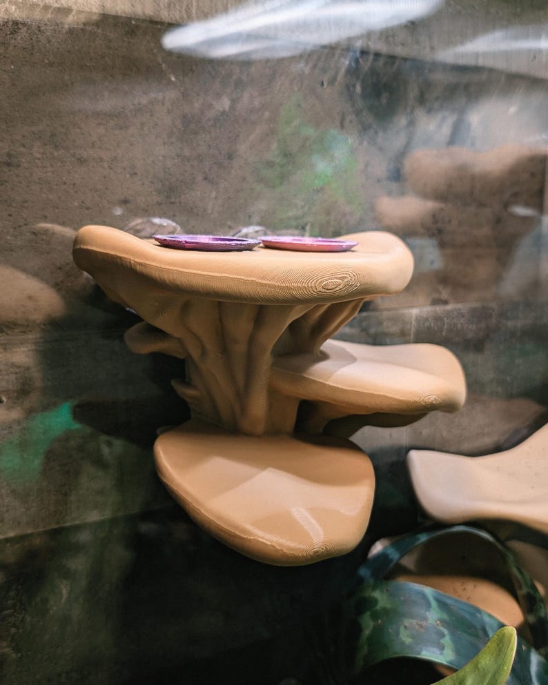 Feeding Ledge Mushroom Multi Level