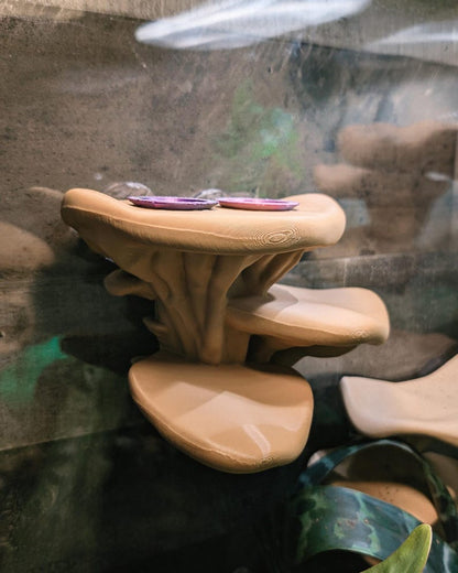 Feeding Ledge Mushroom Multi Level