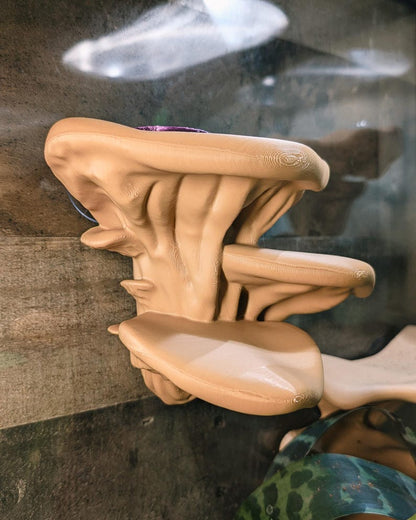 Feeding Ledge Mushroom Multi Level